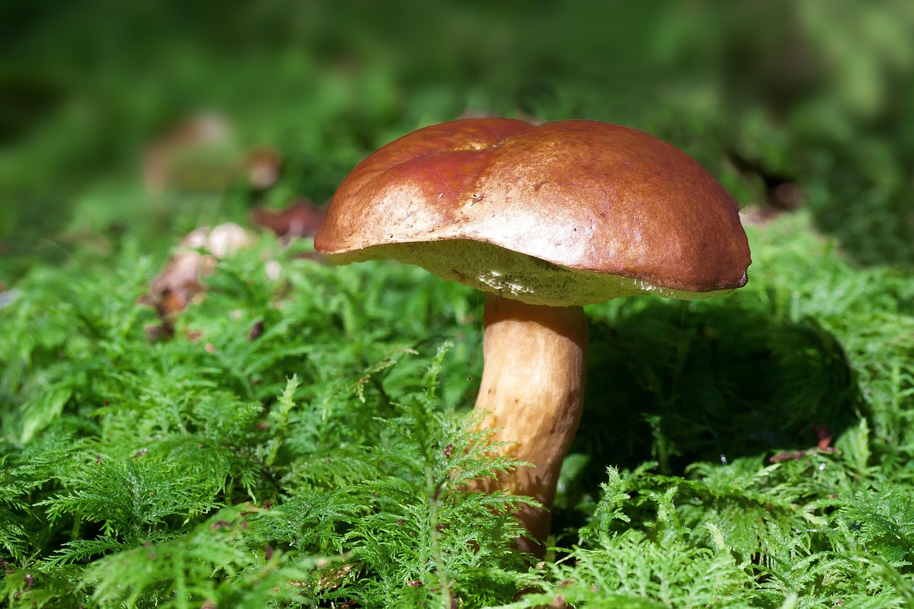 Servizio di Ispettorato micologico