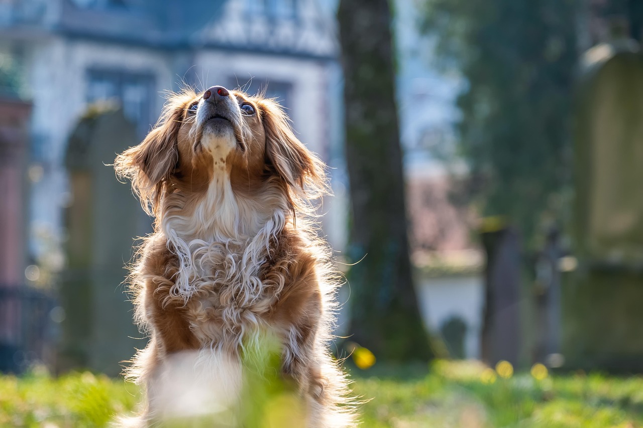 Riapertura area sgambamento cani di Viale Filippini lunedì 13 ottobre e ripresa delle attività cinofile lunedì 27 ottobre