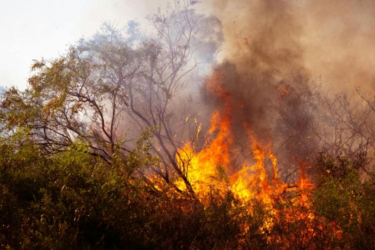Ordinanza Sindacale n. 93 del 10/06/2026: Dichiarazione dello stato di grave pericolosità per gli incendi boschivi nell'anno 2026