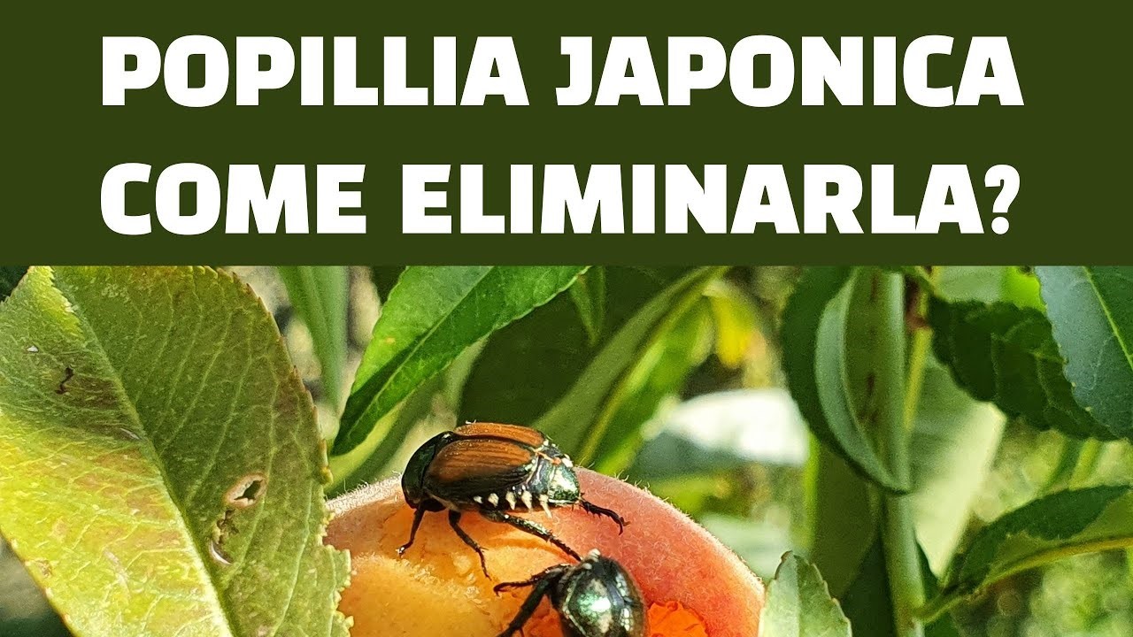 Popillia japonica - Piano d’azione per 2026 per i comuni ricadenti in zona infestata