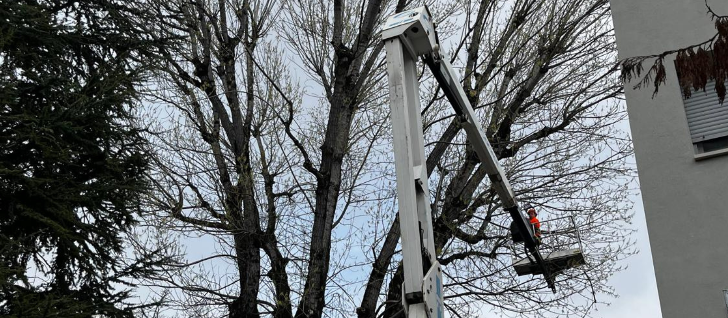 Via Dorando Pietri, potatura del pioppo storico