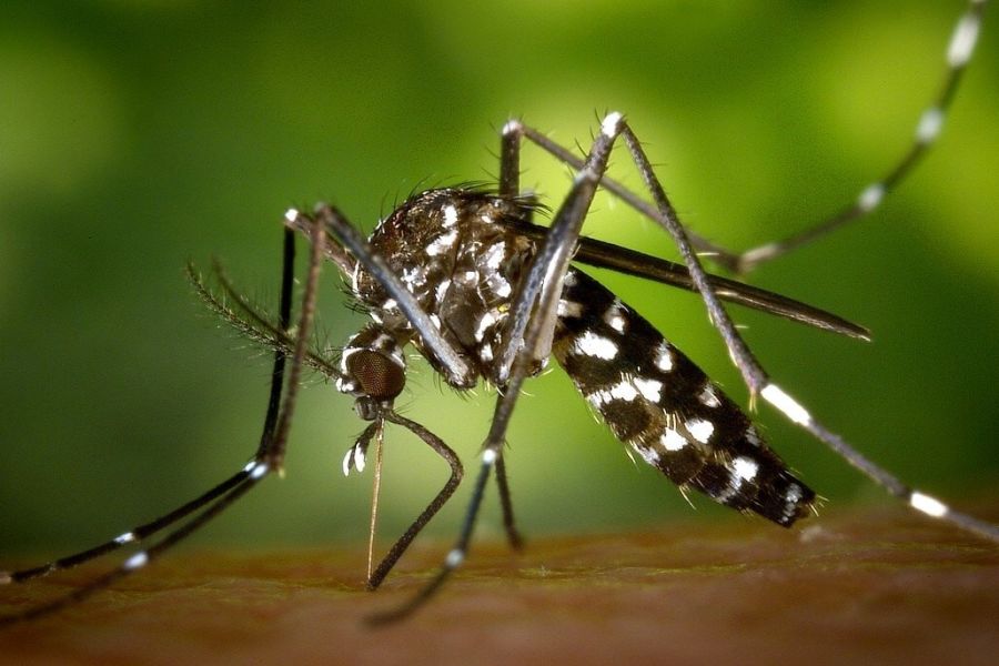 Prevenzione e interventi per il virus West Nile disease