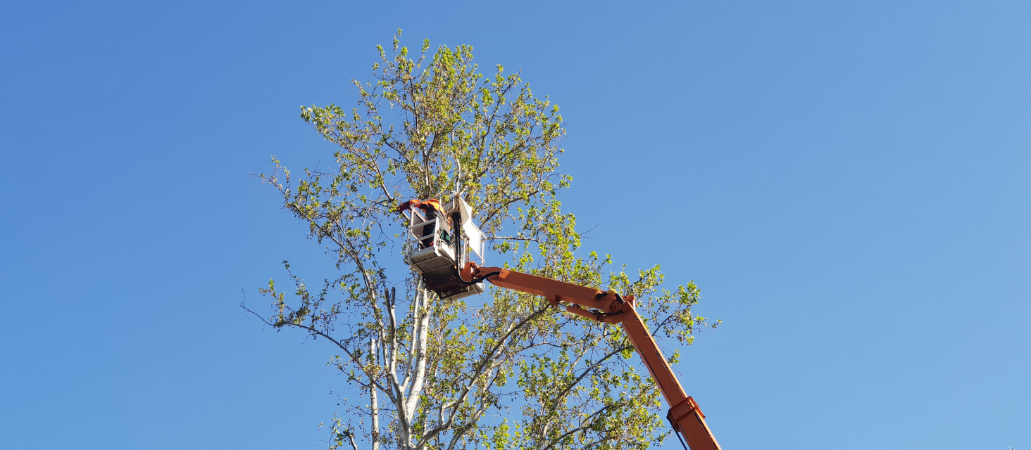 A San Marino, in via Caselle, intervento di potatura