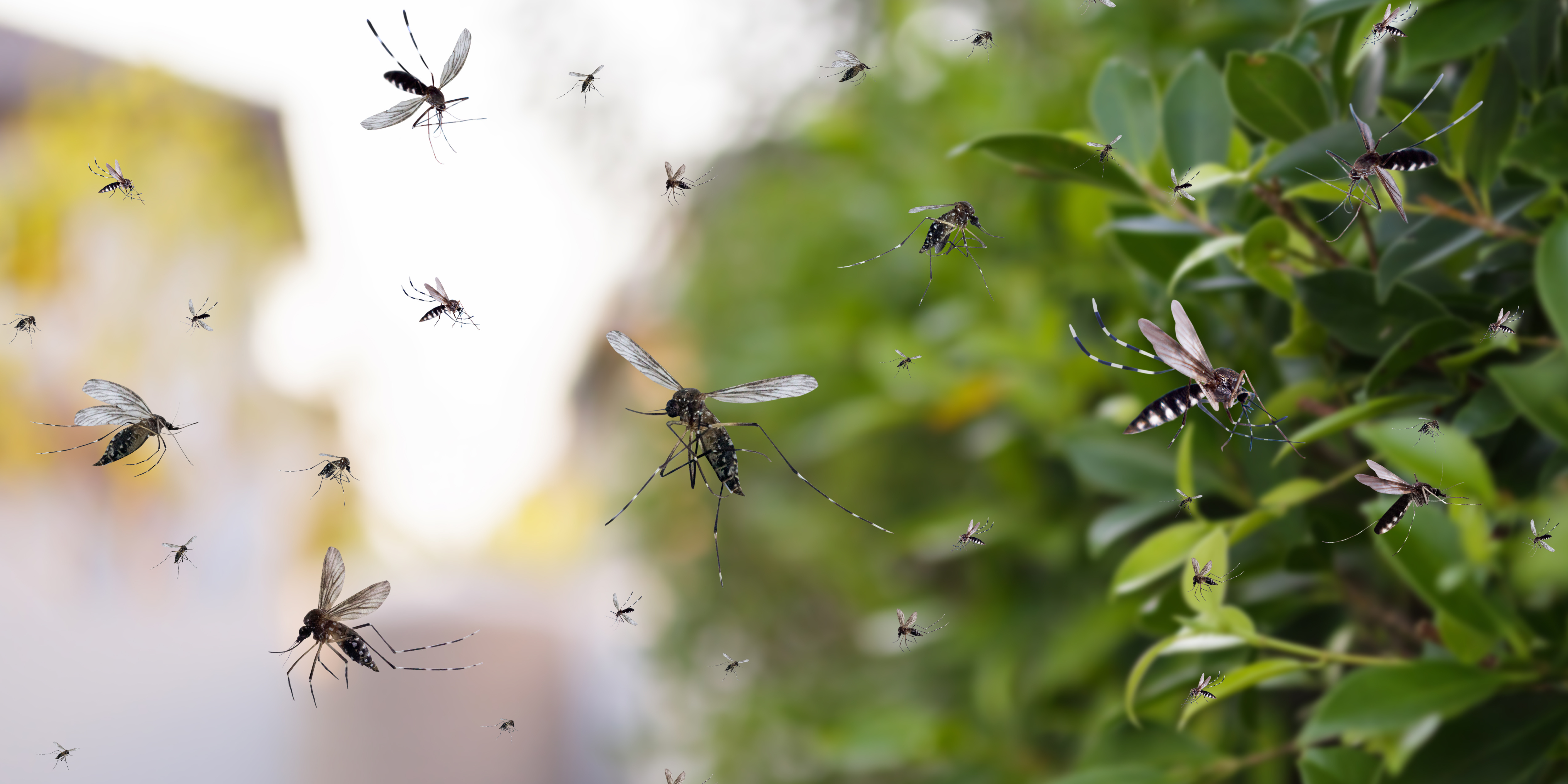 Buone pratiche per la lotta alle zanzare