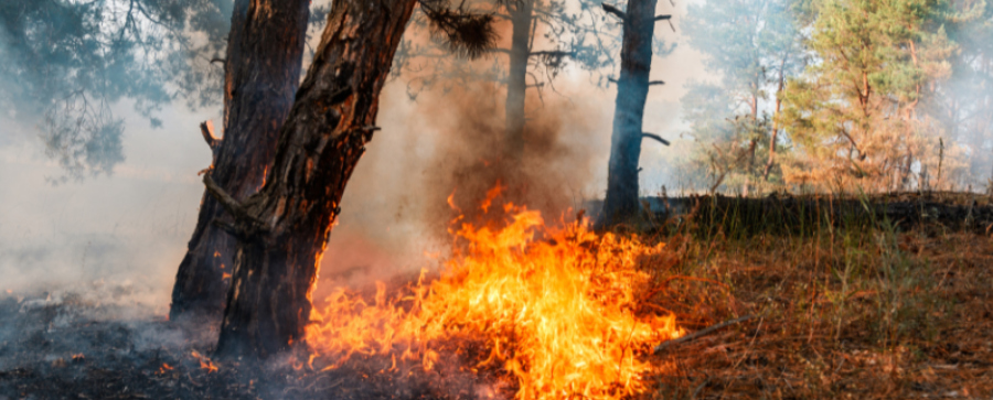 Rischio incendi boschivi - dichiarato lo stato di grave pericolosità dal 03/08/2026 al 09/08/2026