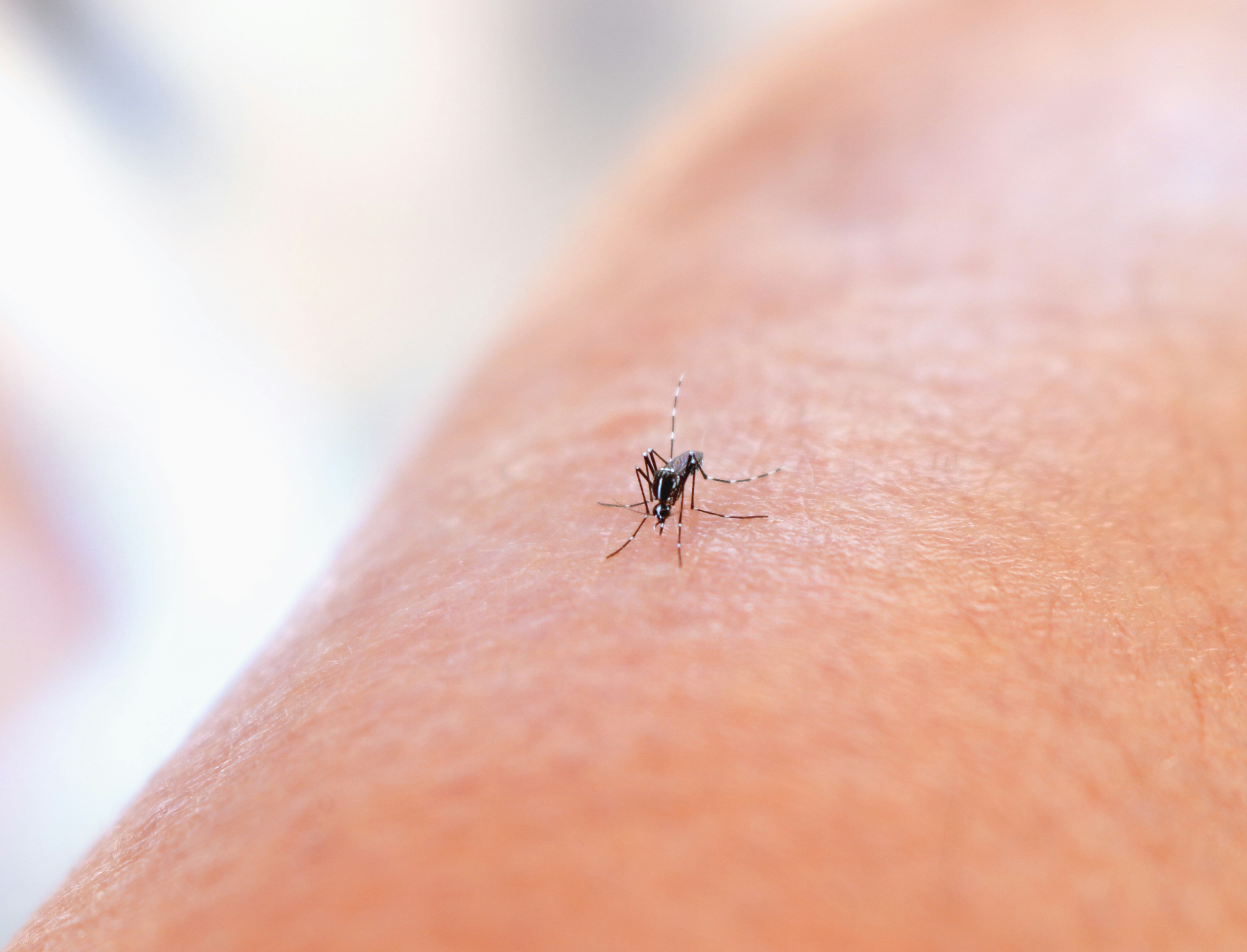Prevenzione e controllo della proliferazione della zanzara comune (culex pipiens) e della diffusione del virus west nile